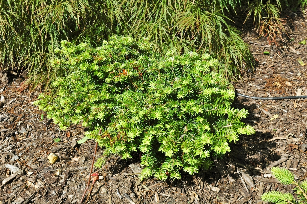 Abies alba 