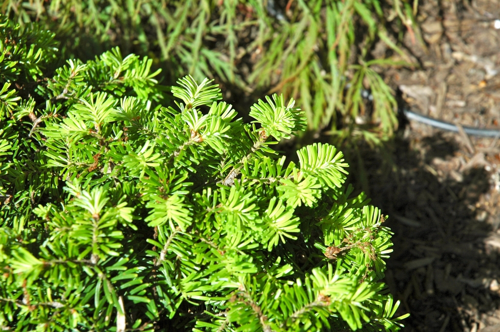 Abies alba 
