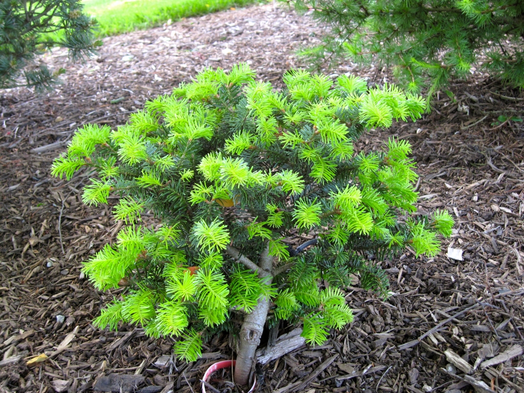Abies alba 