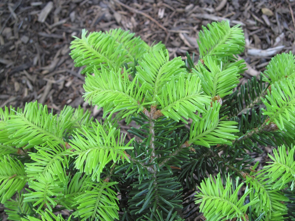 Abies alba 