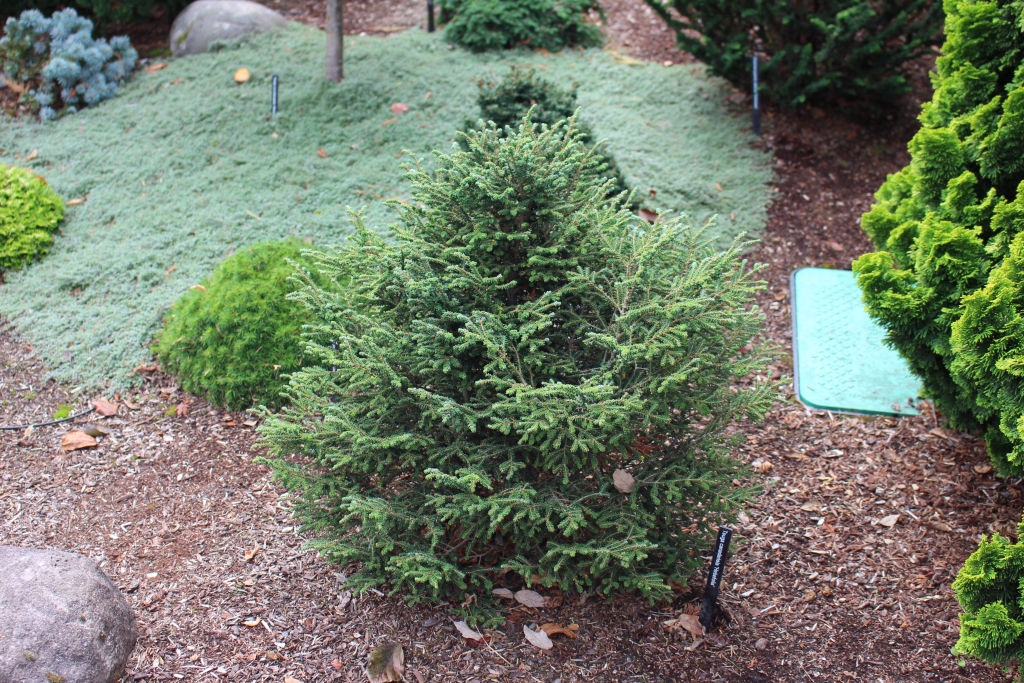 Tsuga canadensis 