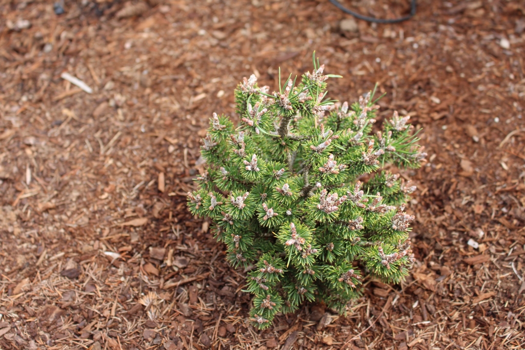 Pinus mugo 