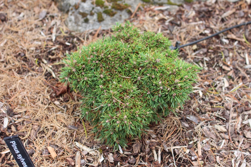 Pinus sylvestris 