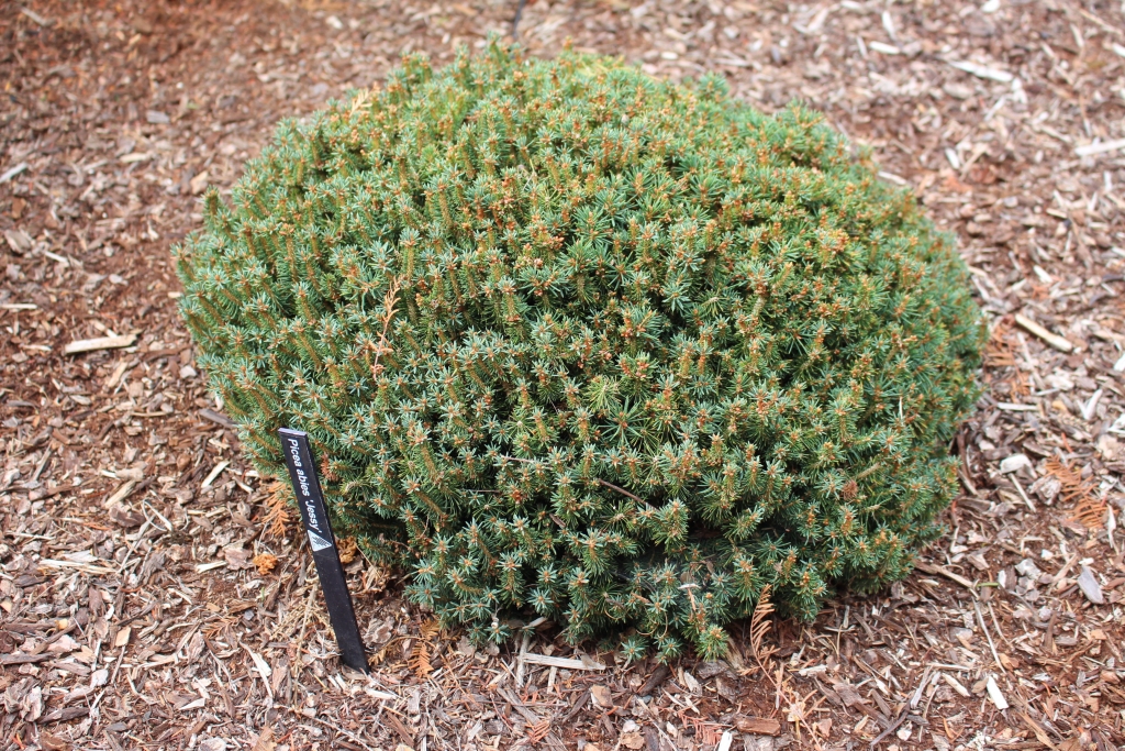 Picea abies 