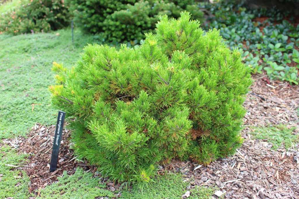 Pinus virginiana 