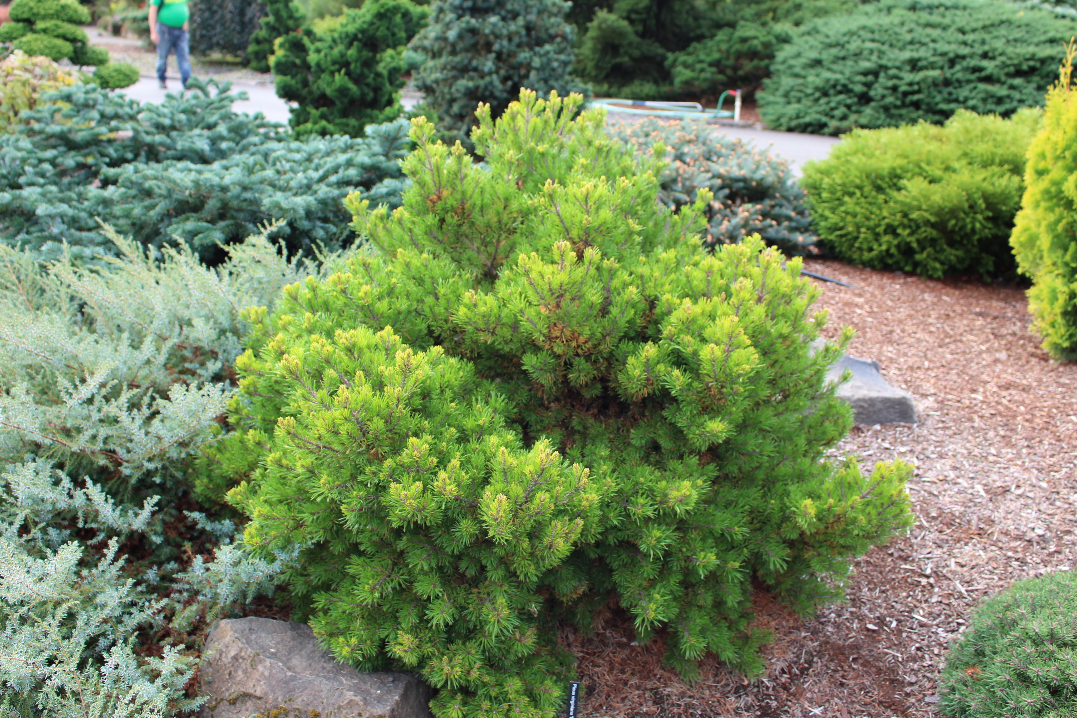Pinus virginiana 