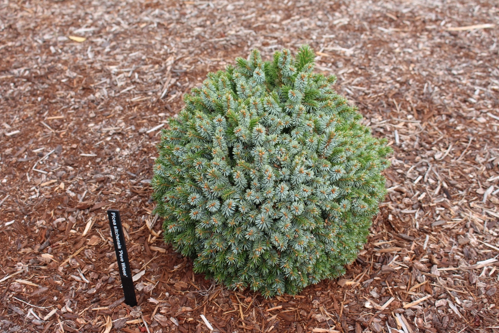 Picea sitchensis 