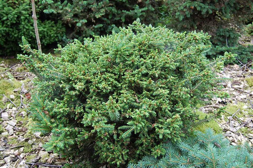 Picea abies 