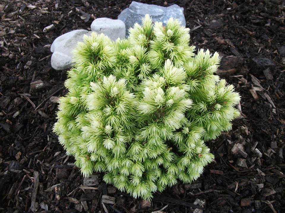 Picea glauca 