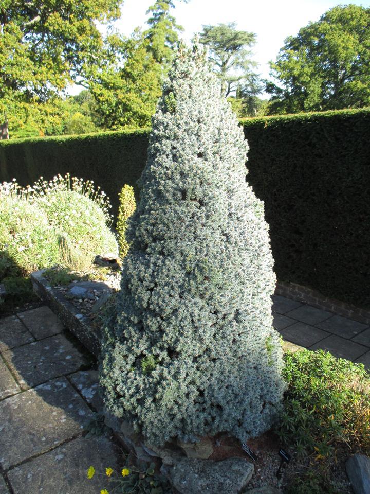 Picea glauca 
