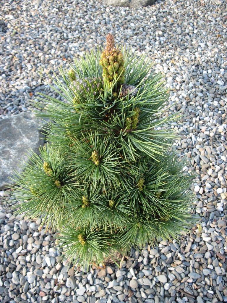 Pinus strobiformis 