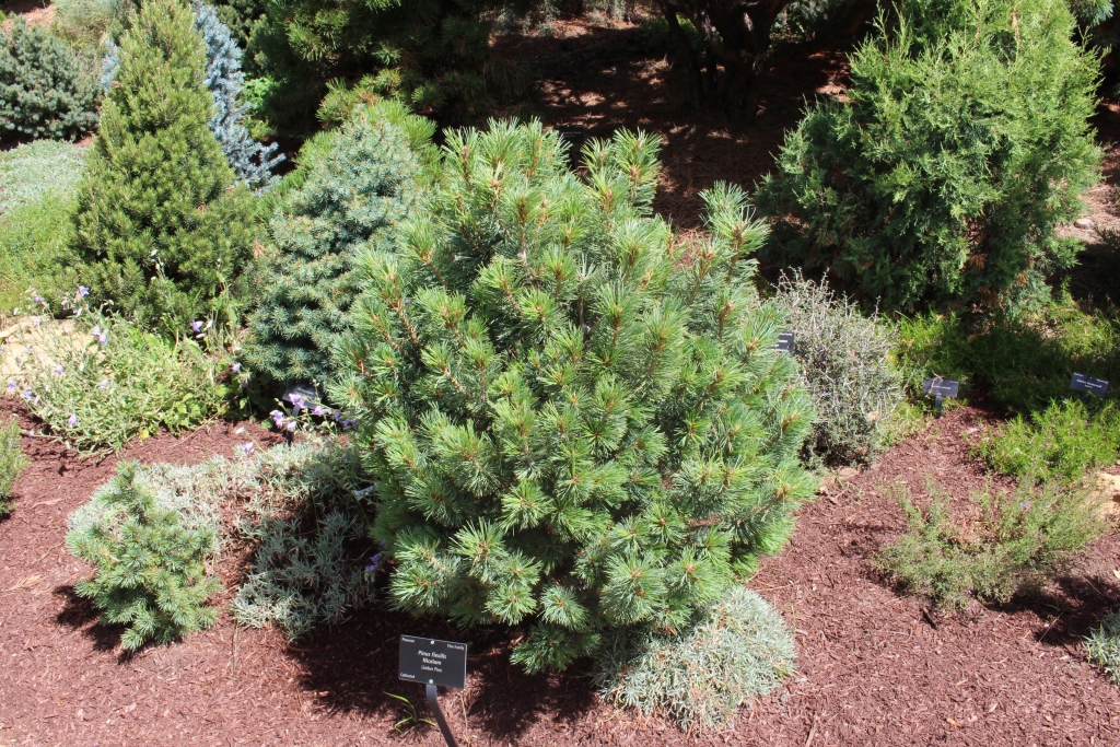 Pinus flexilis 