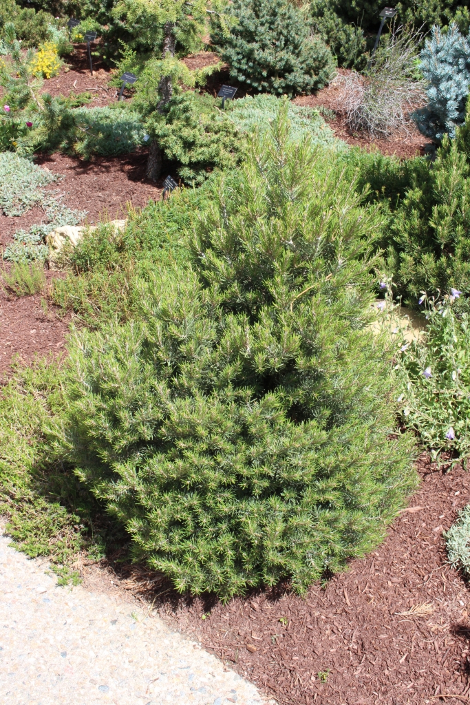 Pinus edulis 