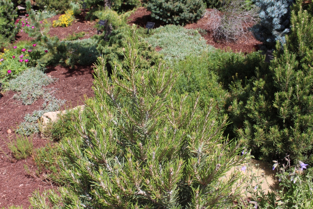 Pinus edulis 