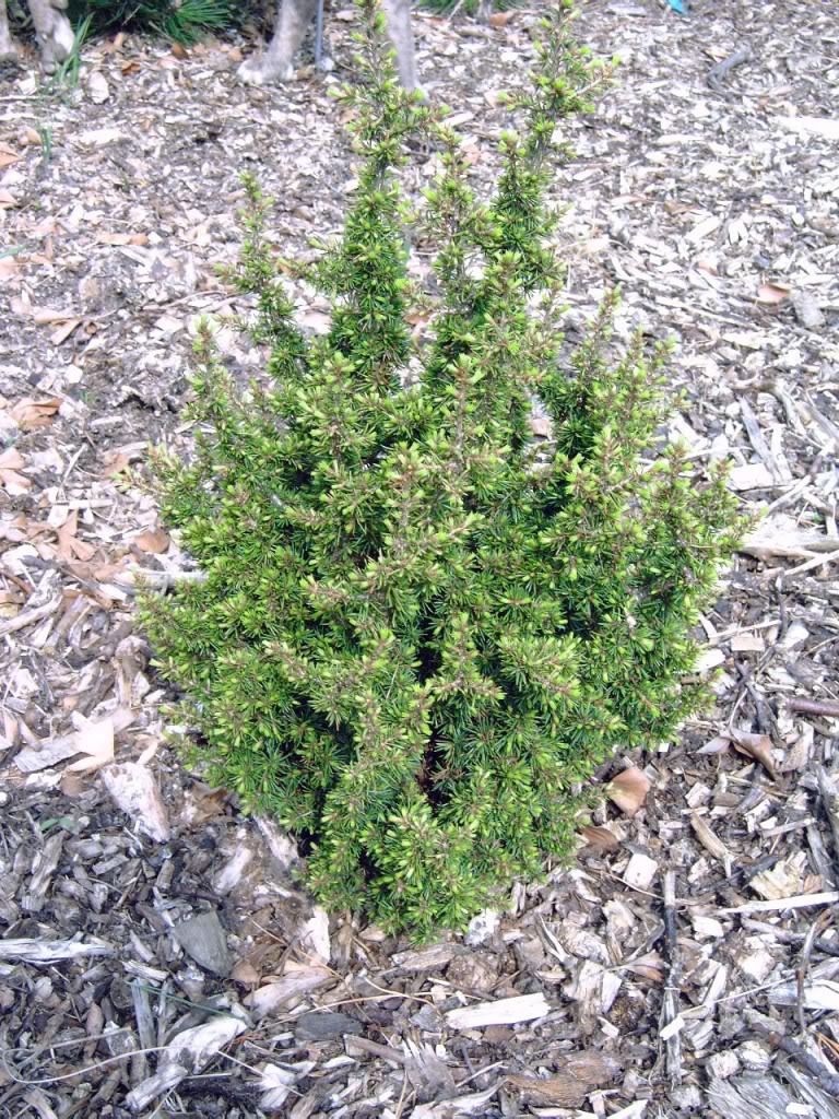 Cedrus brevifolia 