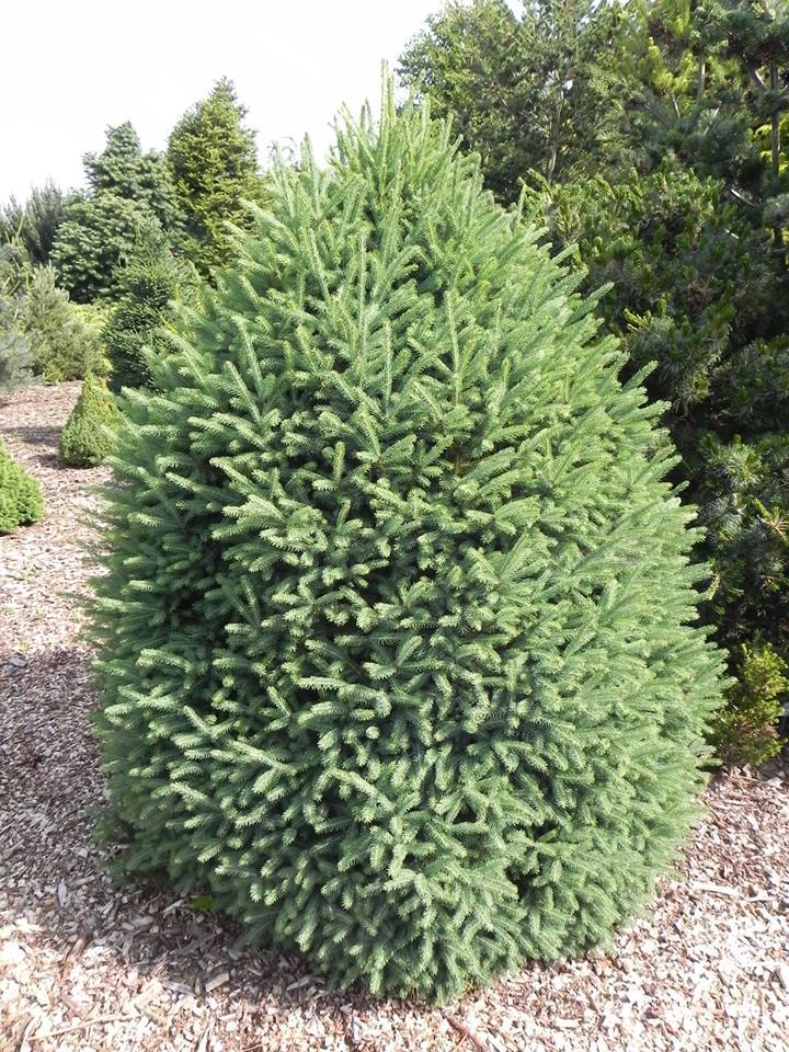 Picea glauca 