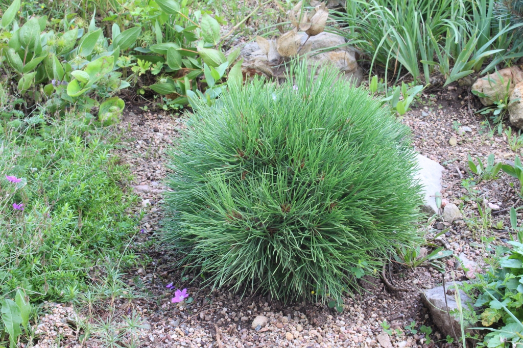 Pinus ponderosa 