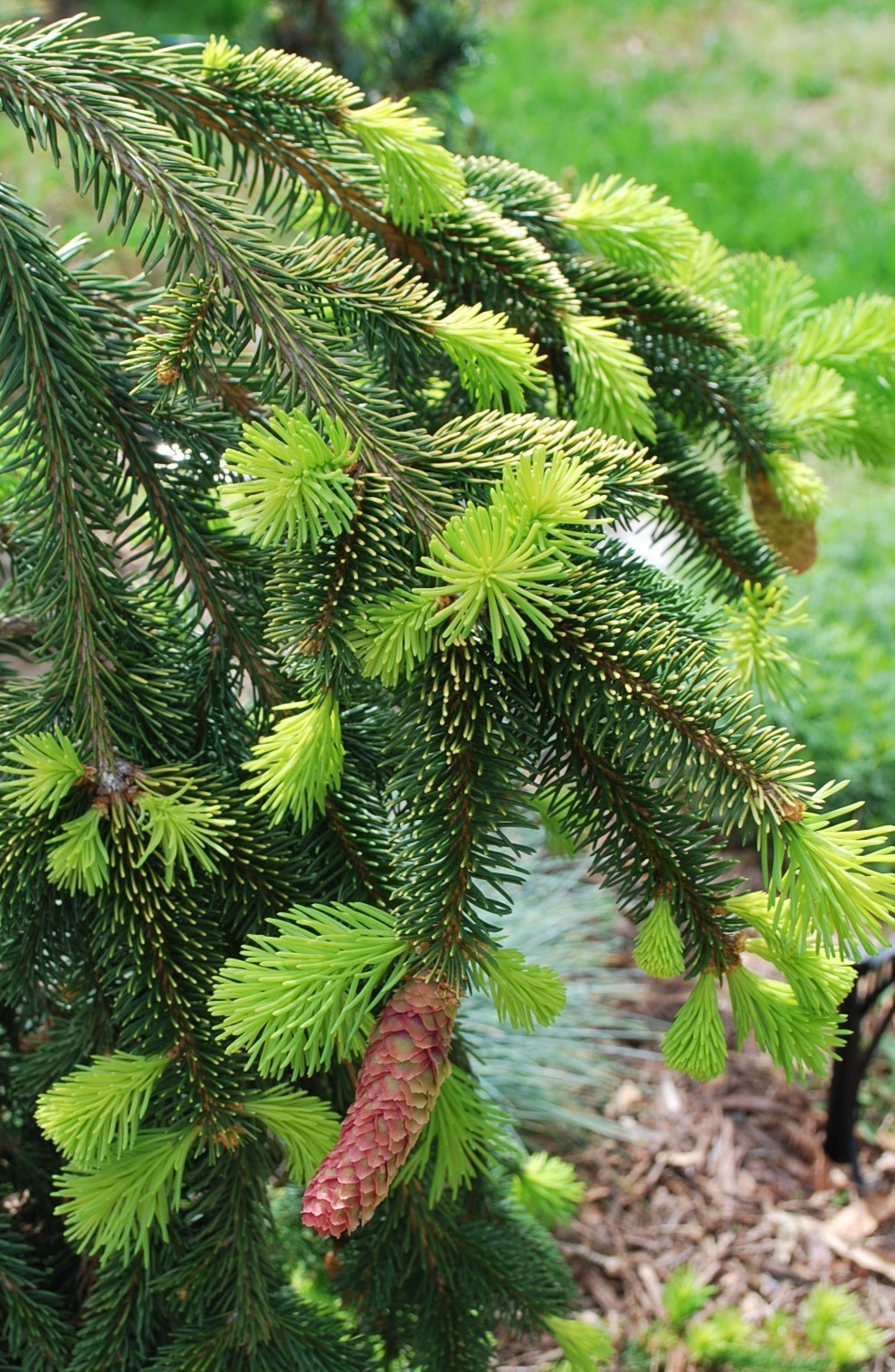 Picea abies 