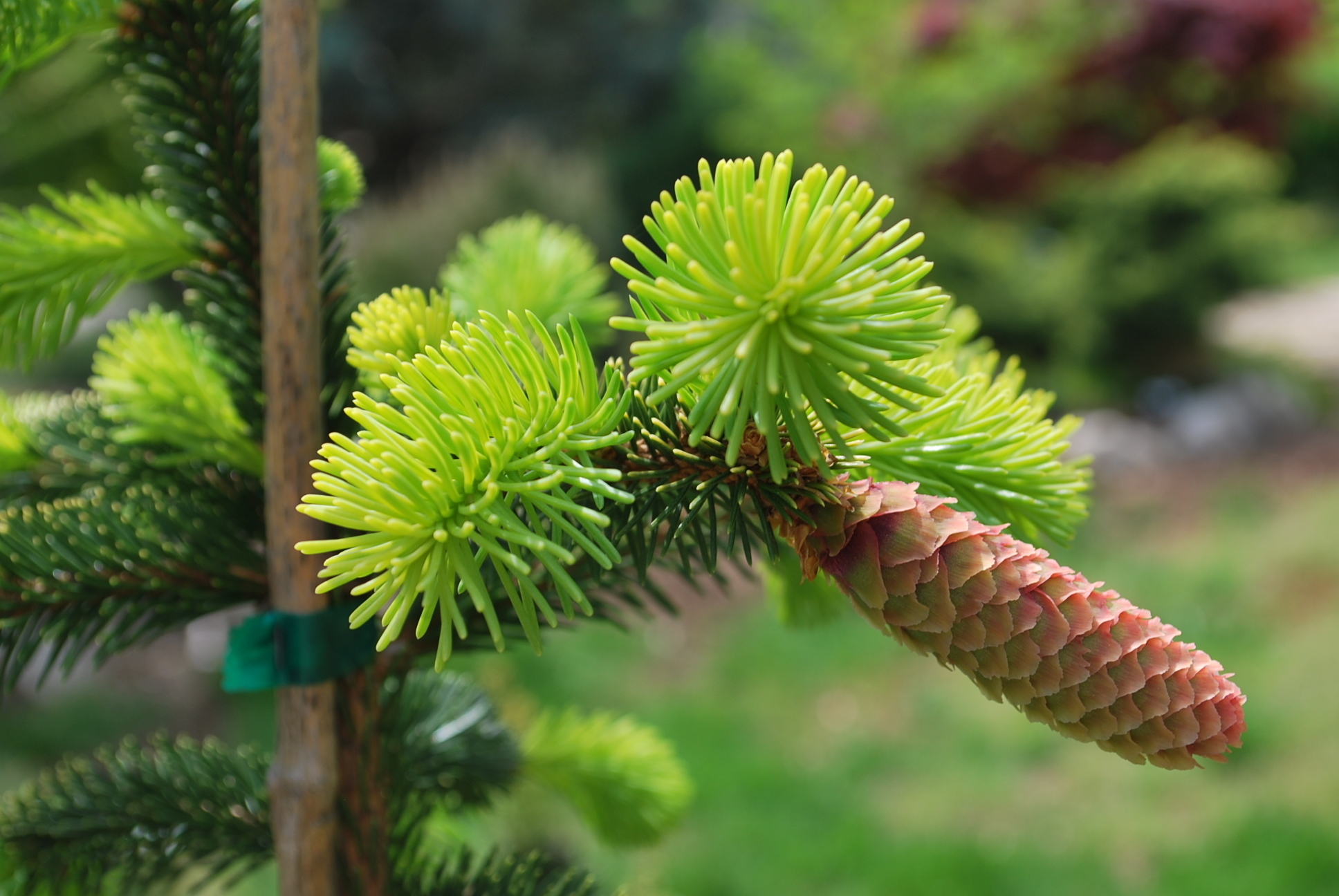 Picea abies 