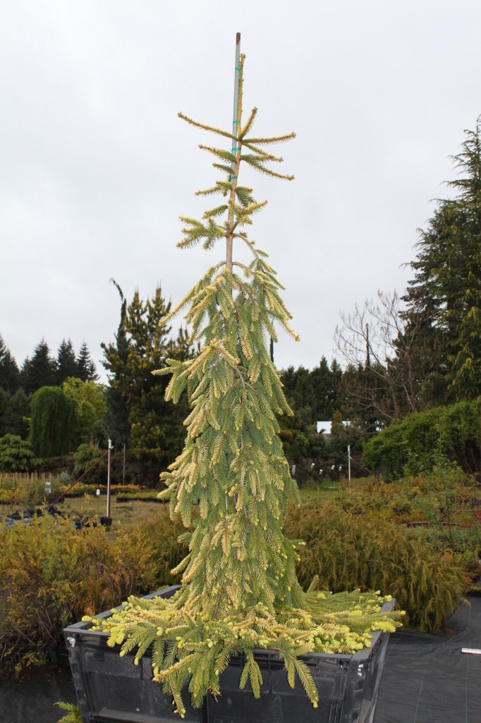 Picea abies 