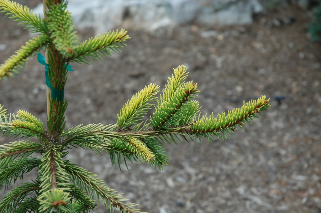 Picea abies 