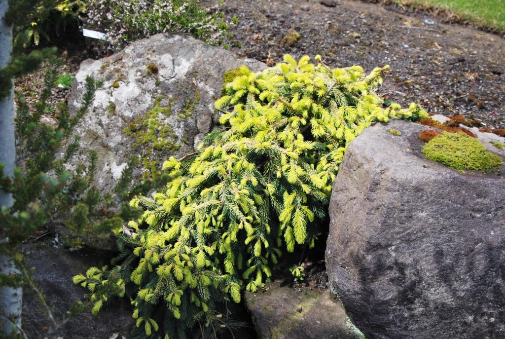 Picea abies 