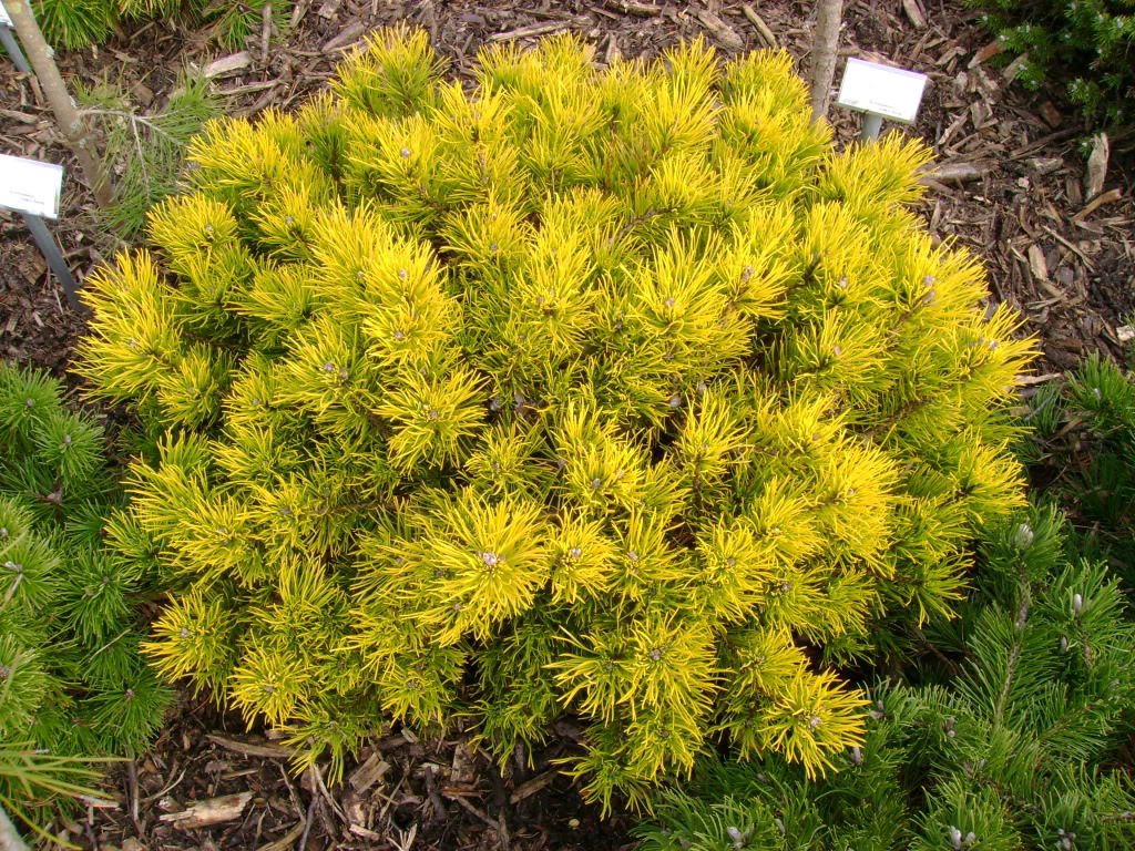 Pinus mugo 