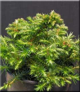 Cunninghamia konishii 