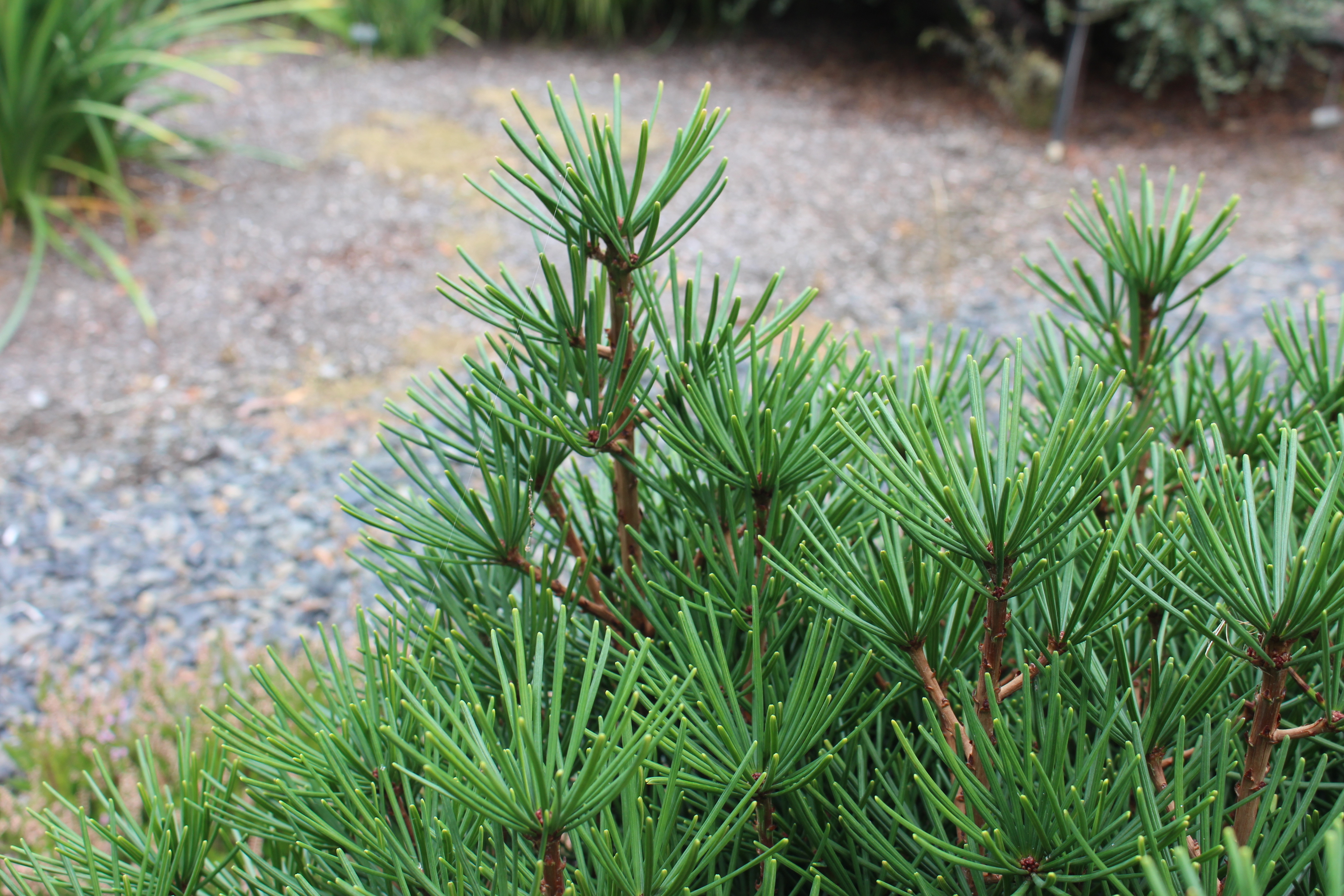 Sciadopitys verticillata 