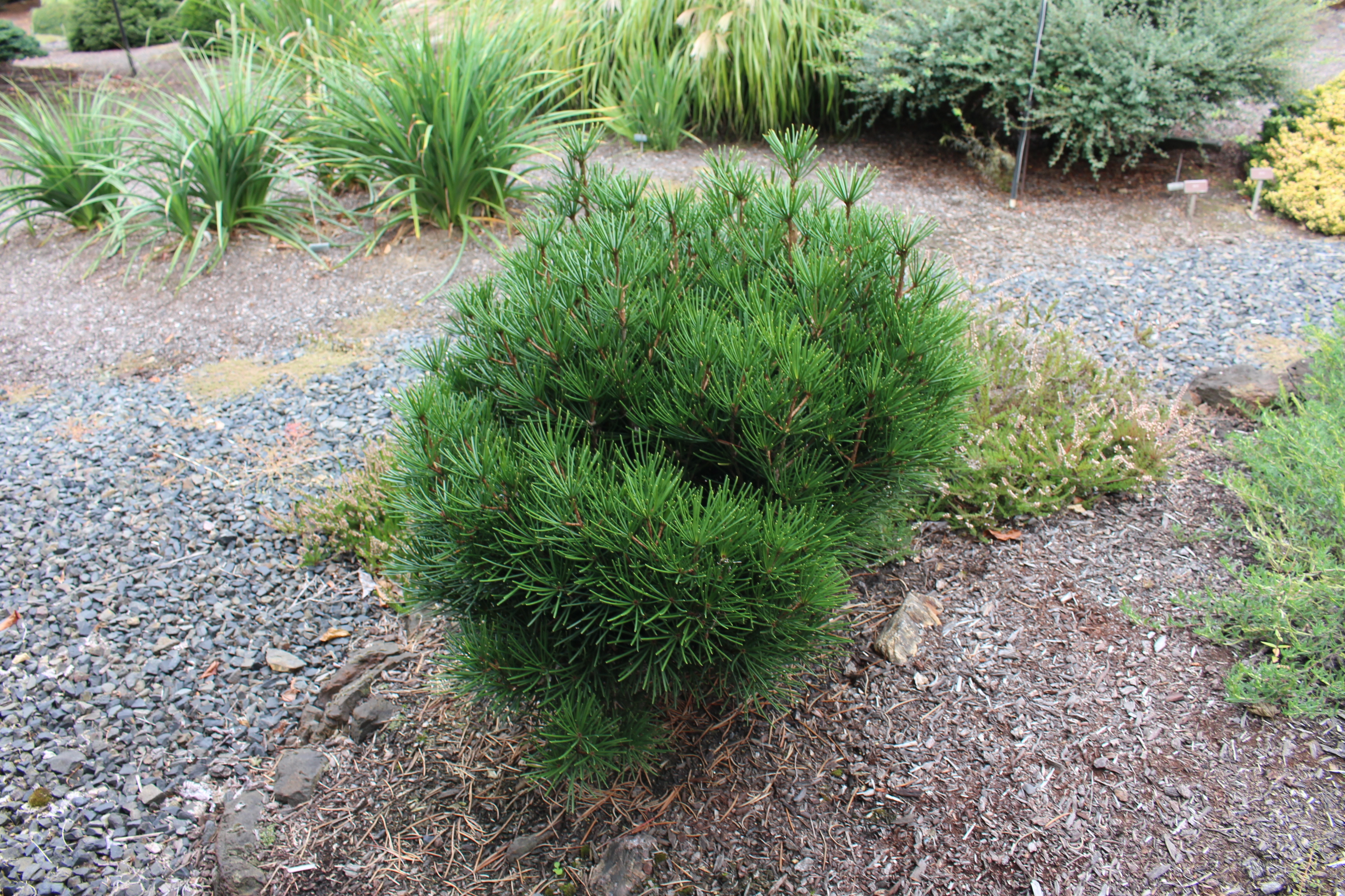 Sciadopitys verticillata 