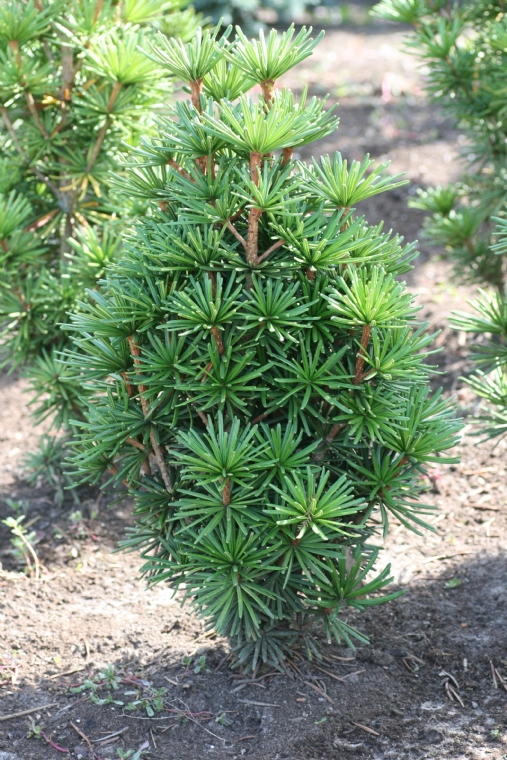 Sciadopitys verticillata 