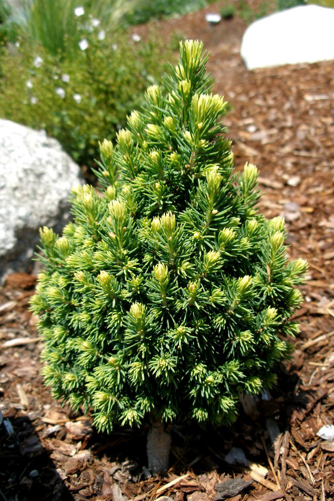 Picea glauca 