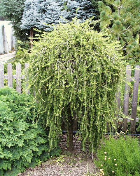 Larix decidua 