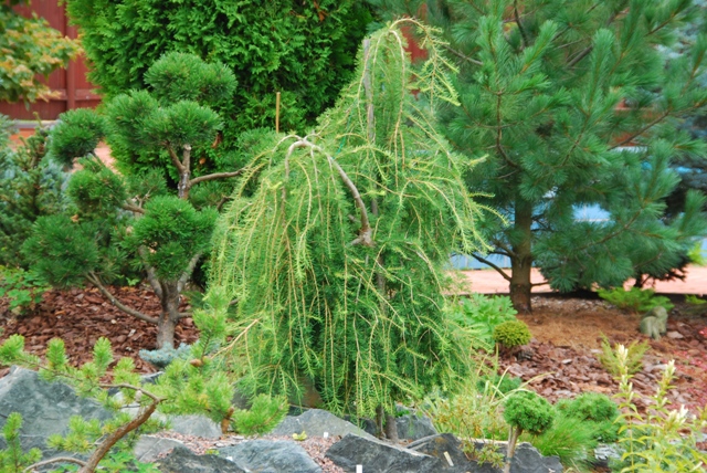 Larix decidua 