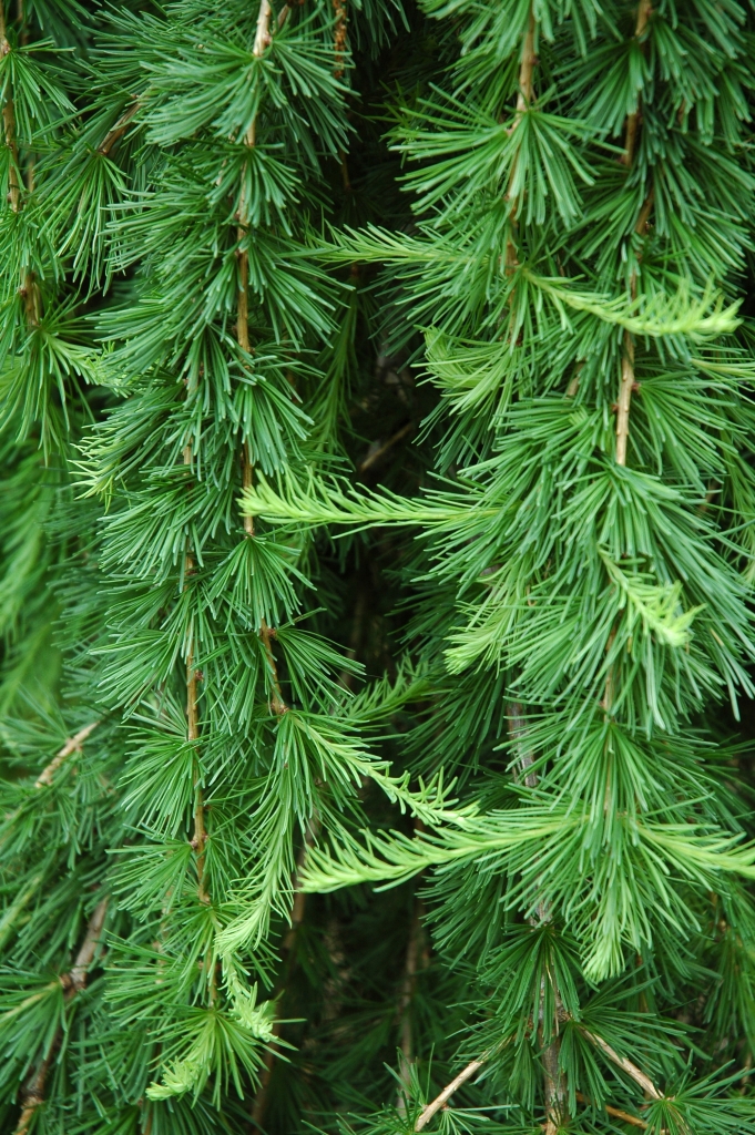 Larix decidua 