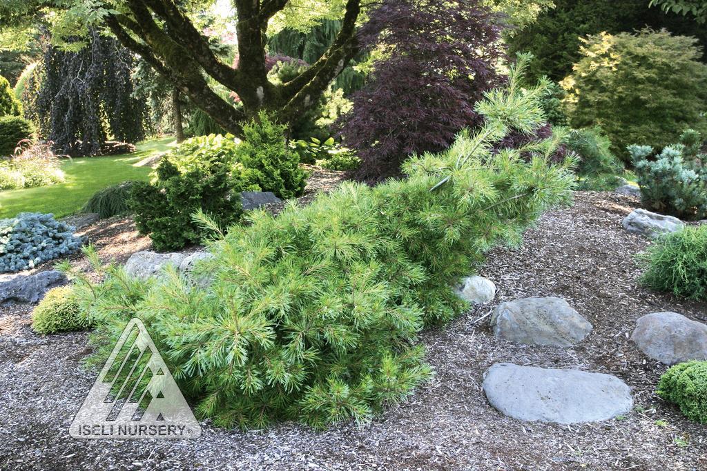 Pinus strobus 