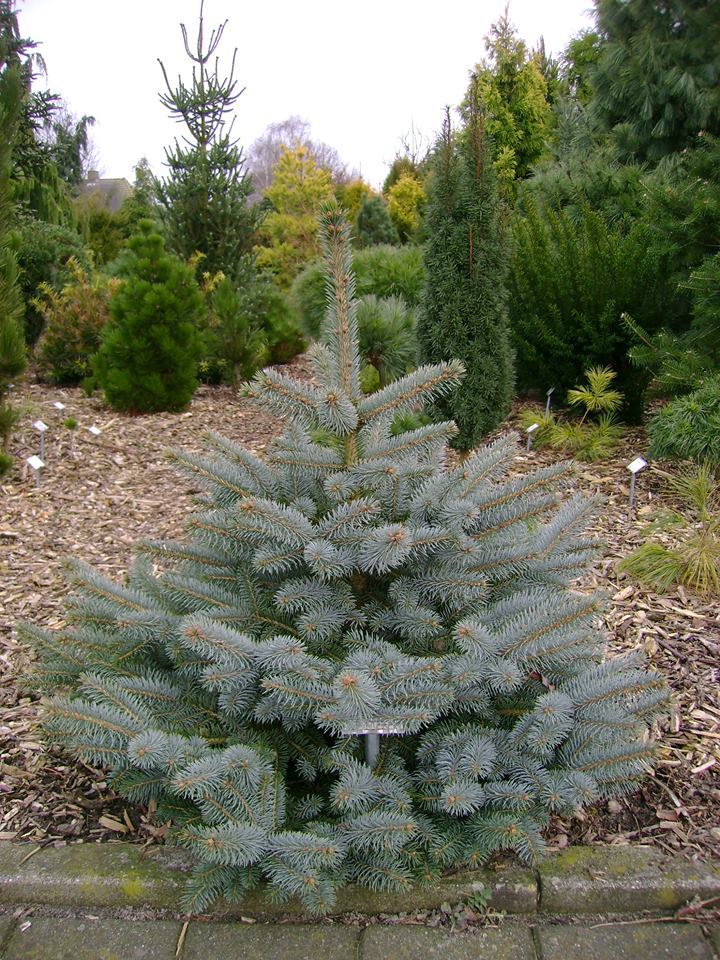 Picea pungens 