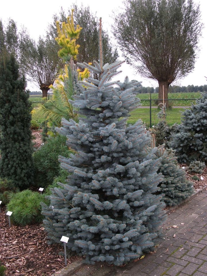 Picea pungens 
