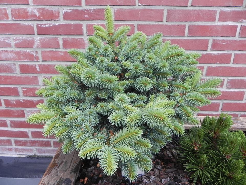 Picea pungens 