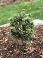 Picea pungens 