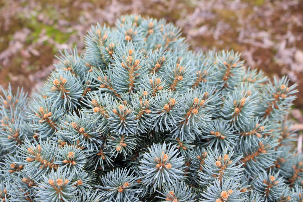 Picea pungens 