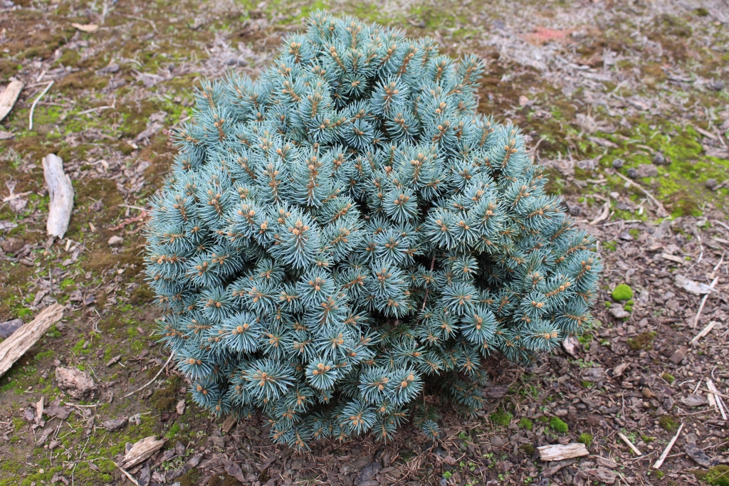 Picea pungens 