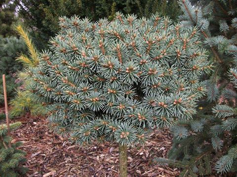 Picea pungens 
