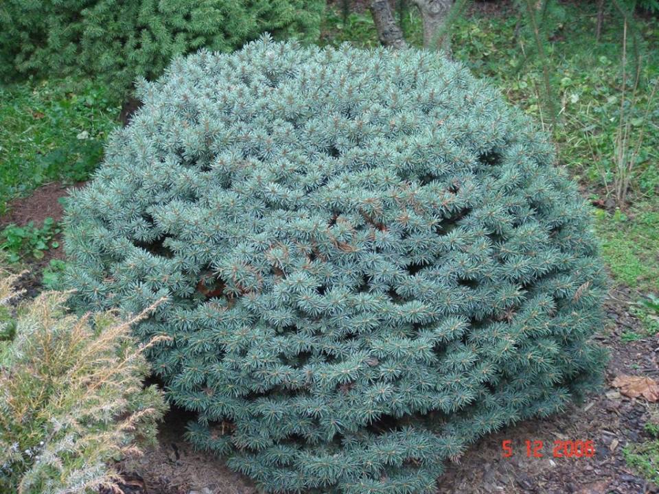 Picea pungens 