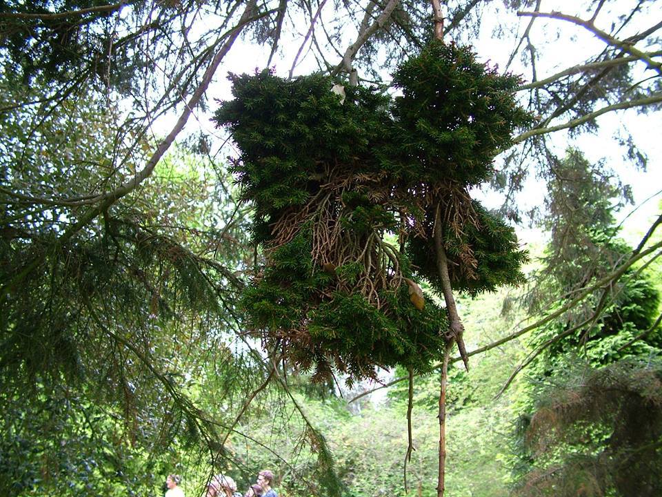Picea orientalis 