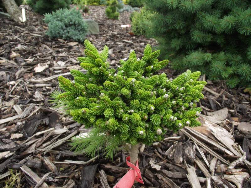 Picea orientalis 
