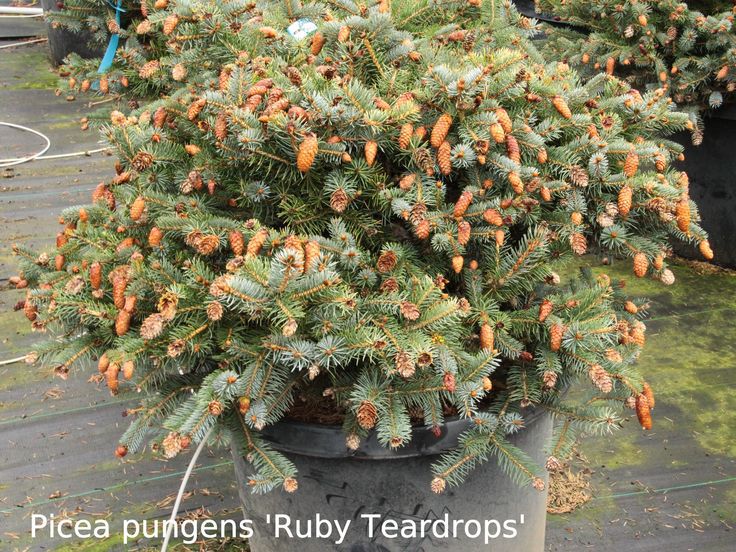 Picea pungens 