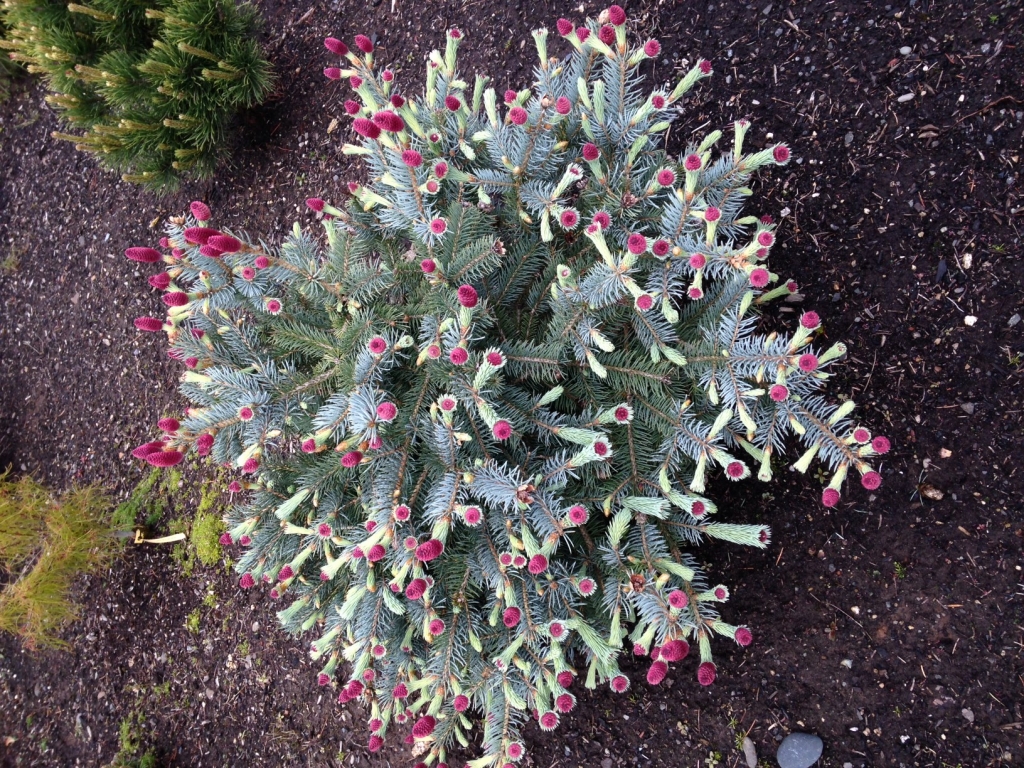 Picea pungens 