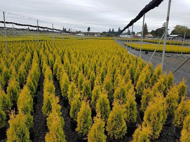 Thuja occidentalis 