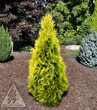 Thuja occidentalis 